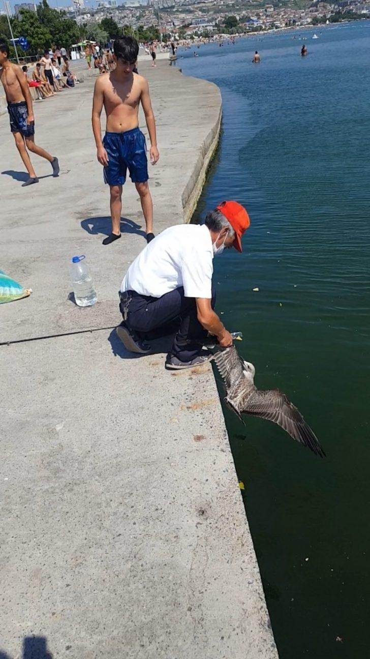 Oltaya balık değil, martı takıldı G3