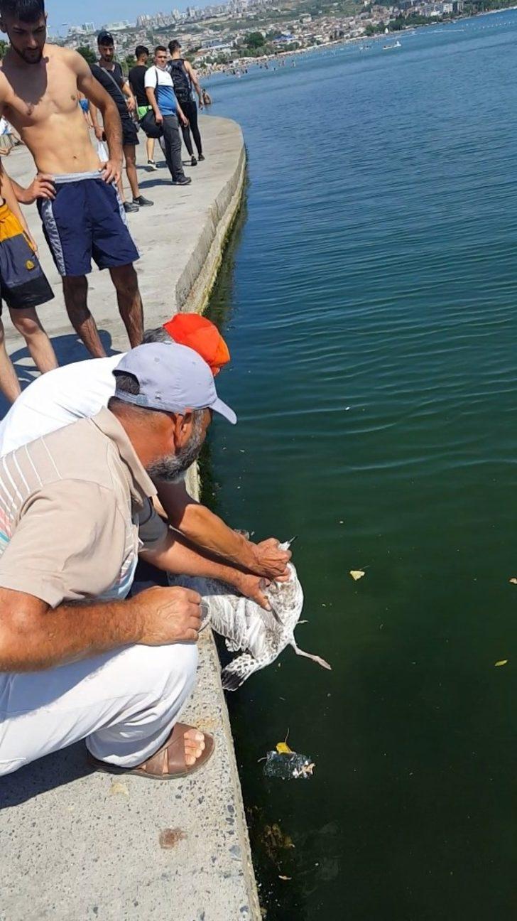 Oltaya balık değil, martı takıldı G4
