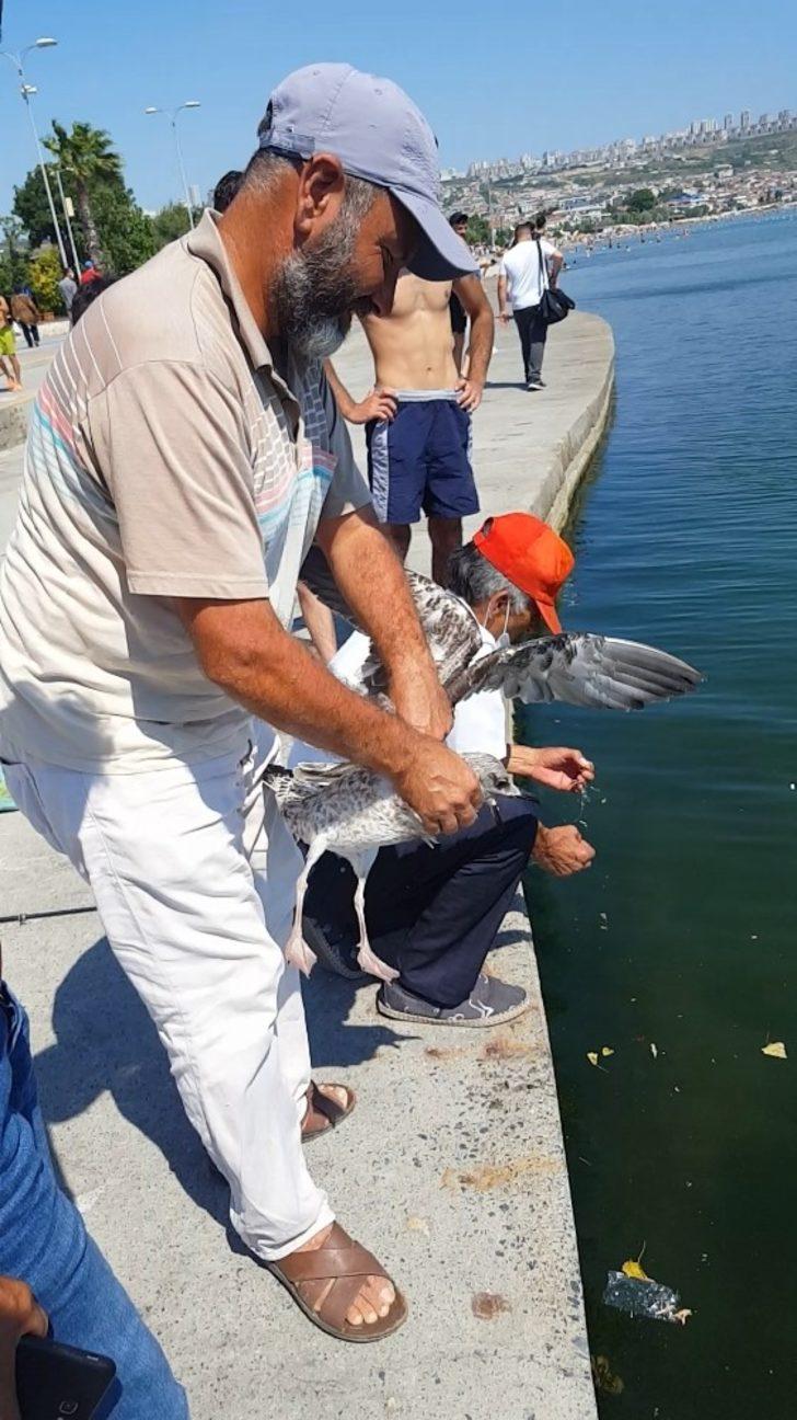 Oltaya balık değil, martı takıldı G5