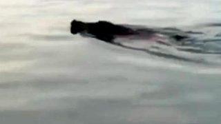 Denizden karaya çıktı, vurularak öldürüldü