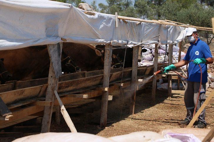 Kurban satış yerleri ilaçlanıyor G1