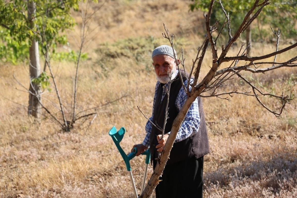 Susuzluktan kuruyan ceviz ağa&ccedil;ları i&ccedil;in yardım istedi