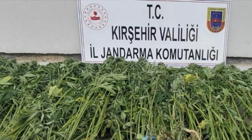 Jandarma 410 k&ouml;k kenevir bitkisi ele ge&ccedil;irdi