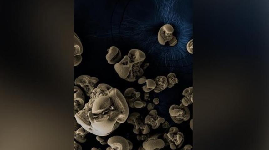 Metal yiyen bakteri keşfedildi