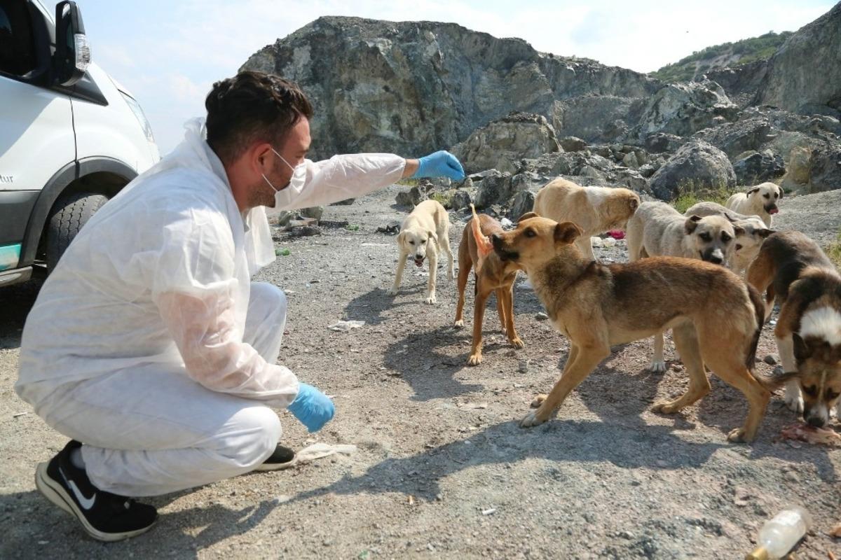 Odunpazarı sıcak yaz g&uuml;nlerinde sokaktaki dostları unutmuyor
