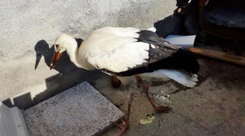 Yaralı leylek tedavi altına alındı