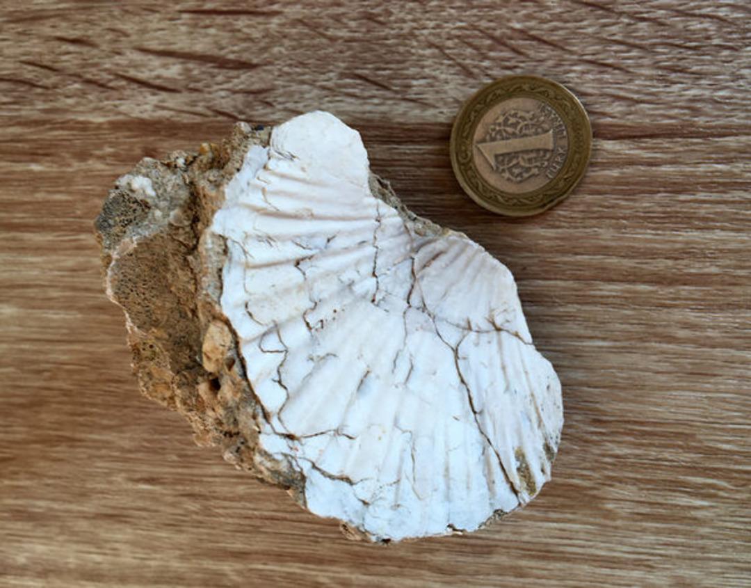 Orta Toroslar'da heyecanlandıran keşif! 23 milyon yıllık fosiller deniz canlılarına aitmiş