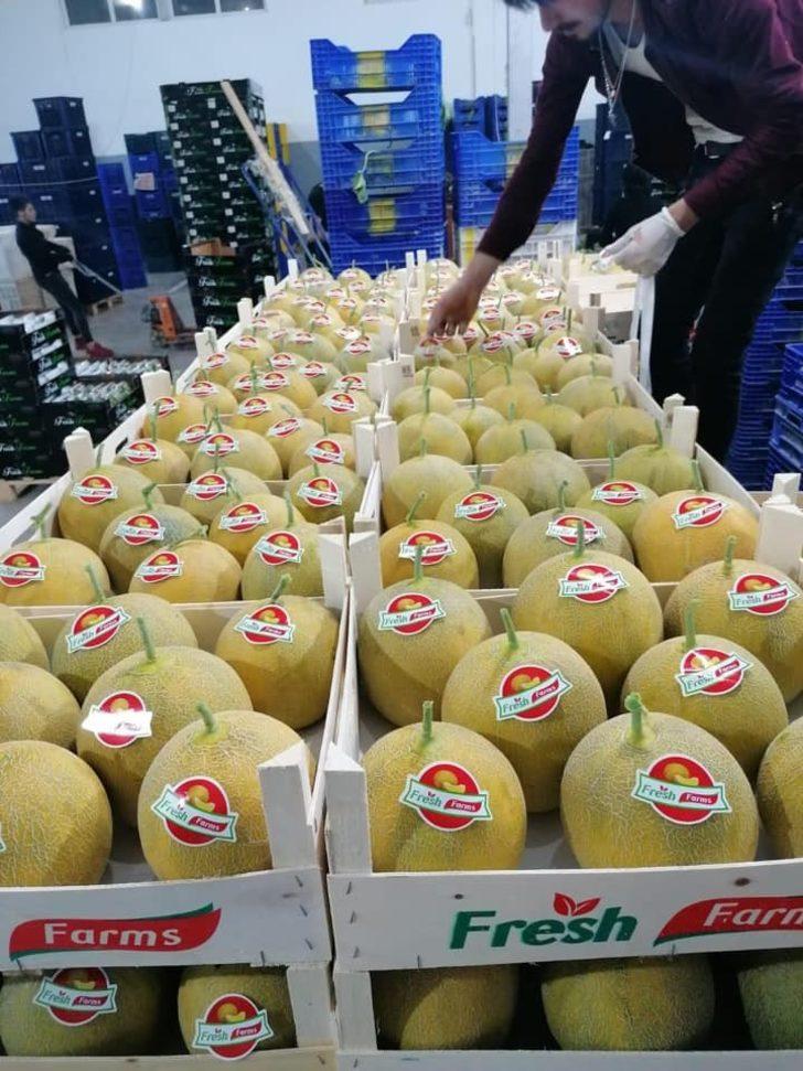 Medetli kavunu Almanya pazarında G5