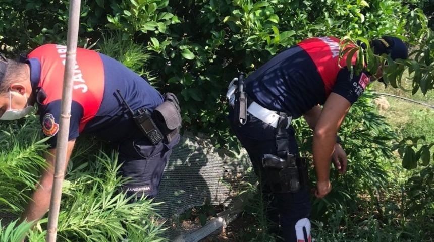 Limon bahçesinde 40 kök kenevir ele geçirildi