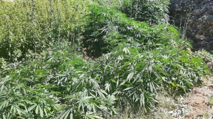 Hazine arazisinde 7 bin 500 kök kenevir ele geçirildi