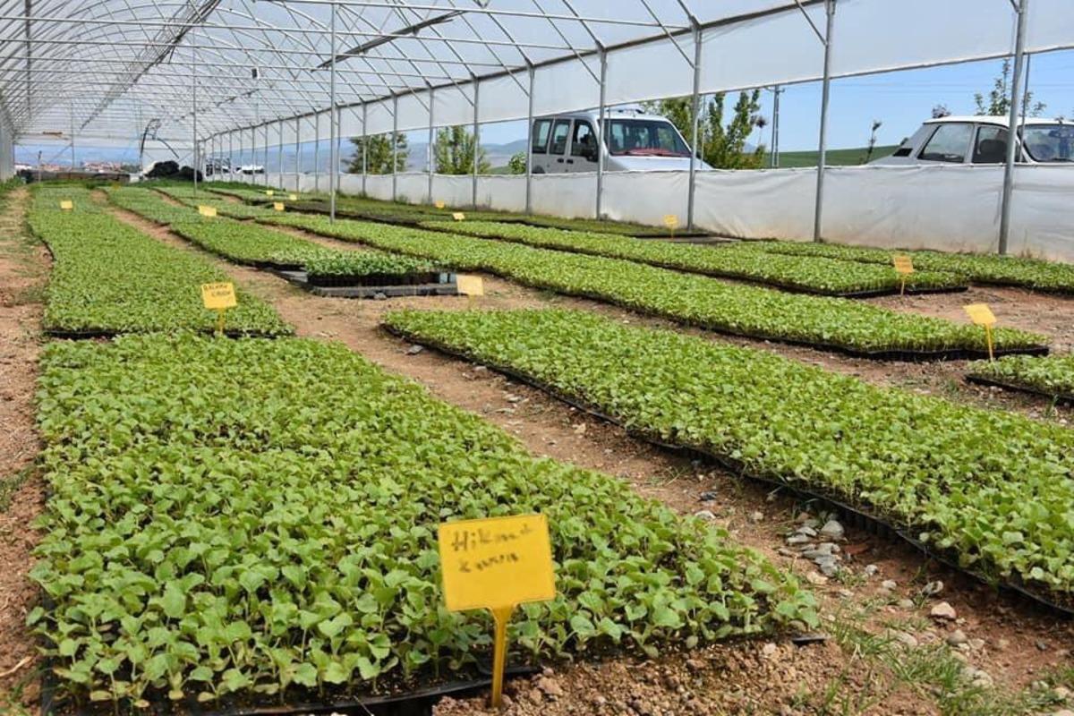 Samsun B&uuml;y&uuml;kşehirden tohum desteği