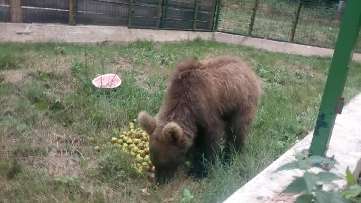 Doğal ortamda şifa buluyorlar