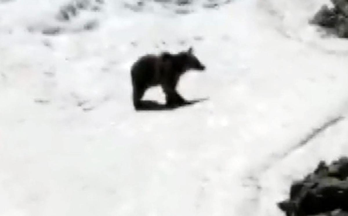 Sıcaktan bunaldı, soluğu karda aldı!