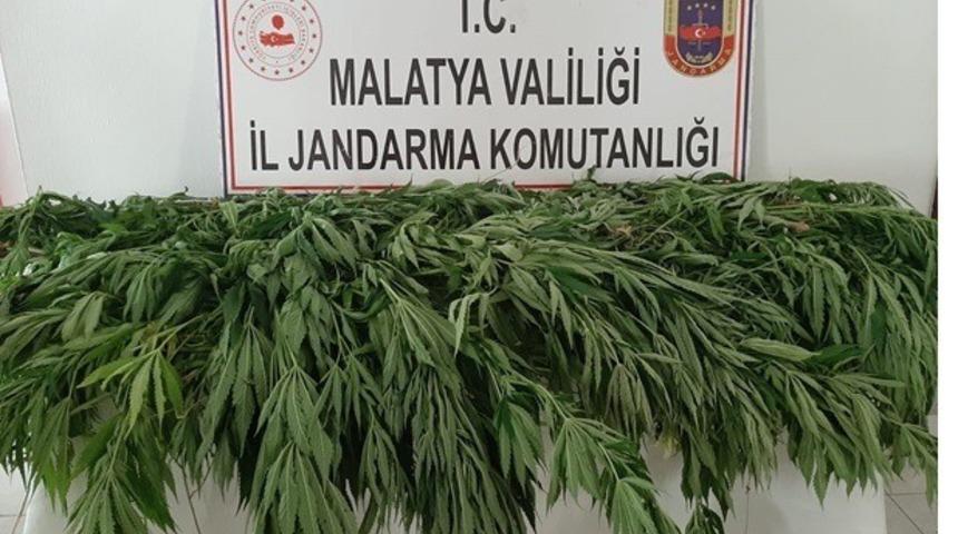 Hazine arazisine ka&ccedil;ak kenevir eken şahsa g&ouml;zaltı