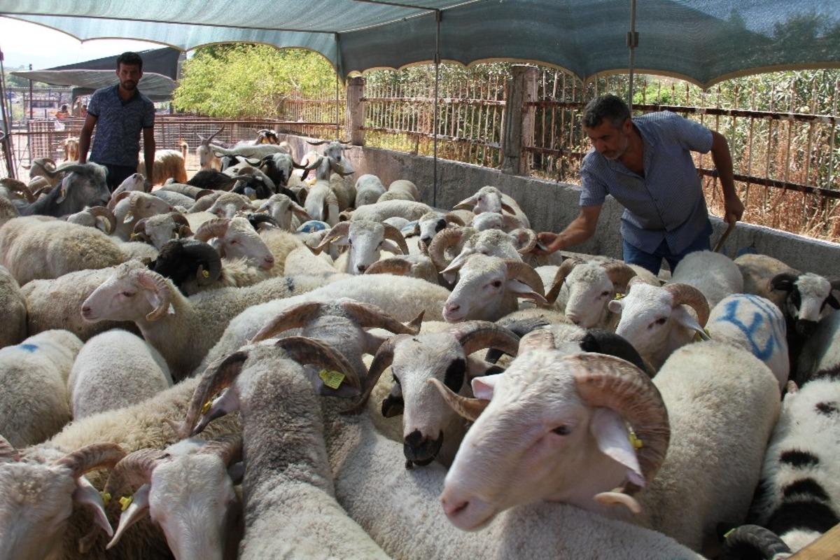 T&uuml;rk Kızılayı Milas Şube Başkanı G&uuml;neş, vekaletle kurban kesim bedelini a&ccedil;ıkladı