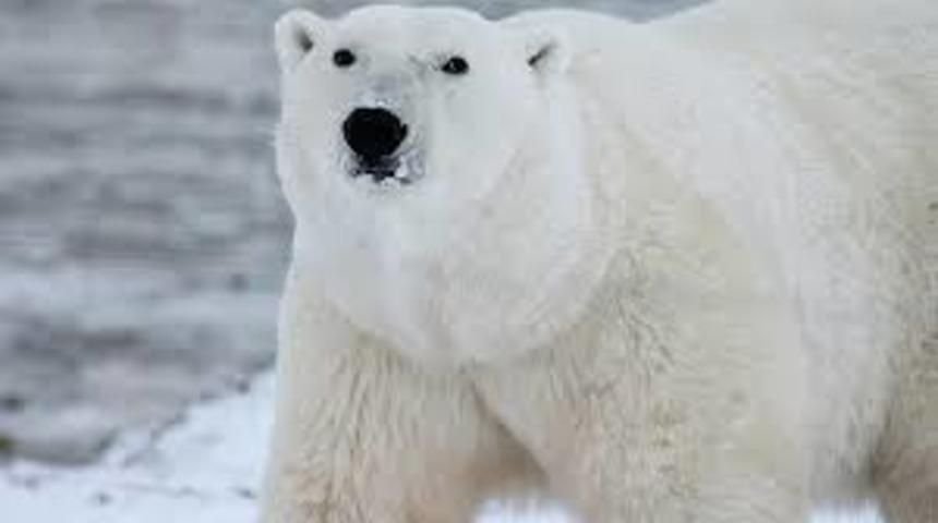 Kutup ayılarının nesli bu yüzyıl içinde tükenebilir