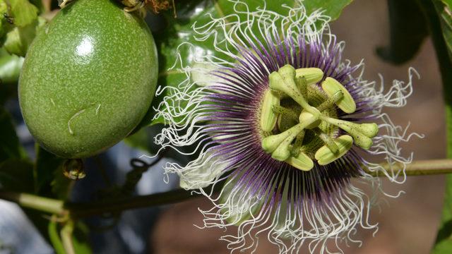 Passiflora, ünlülerin gözde meyvesi oldu! Kilosu 80 TL