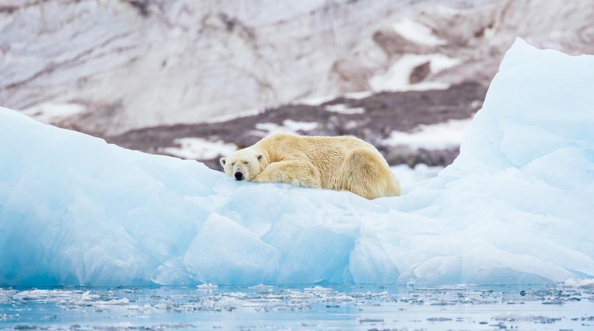 Kutup ayılarının nesli bu yüzyılda tükenebilir