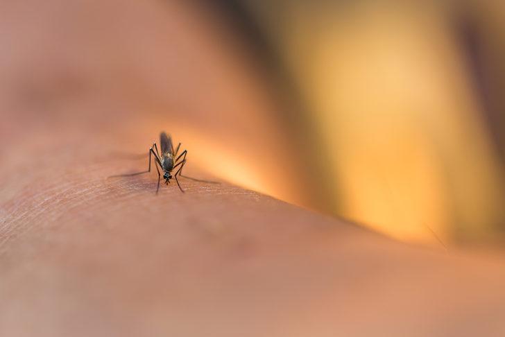 Sivrisinek ısırığına ne iyi gelir? Sivrisinek ısırığı için evde doğal bitkisel tedavi var mı?