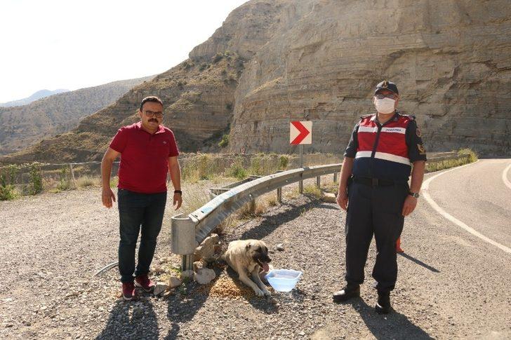 Kaymakam kendi elleriyle sokak hayvanlarını besledi G1