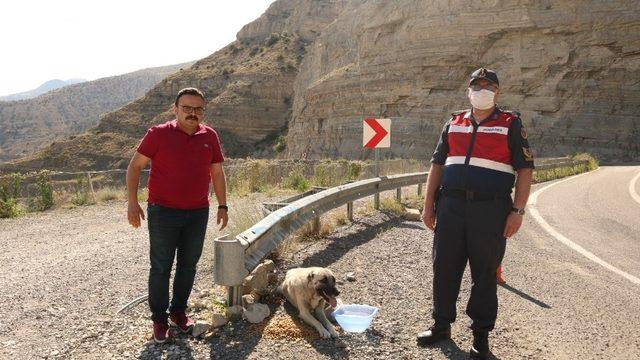 Kaymakam kendi elleriyle sokak hayvanlarını besledi