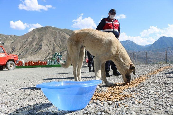 Kaymakam kendi elleriyle sokak hayvanlarını besledi G2