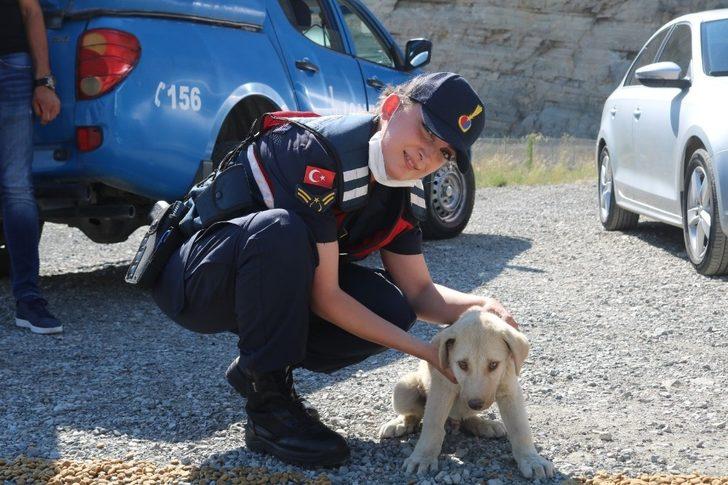 Kaymakam kendi elleriyle sokak hayvanlarını besledi G3