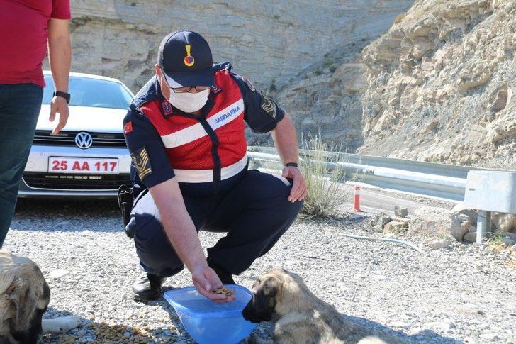 Kaymakam kendi elleriyle sokak hayvanlarını besledi G4