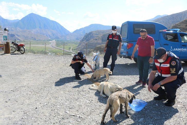 Kaymakam kendi elleriyle sokak hayvanlarını besledi G5