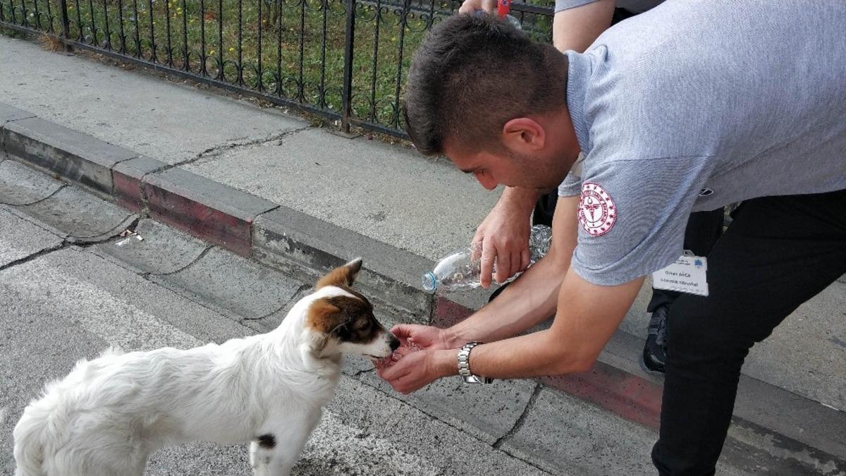 G&uuml;venlik g&ouml;revlisi susuz kalan sokak k&ouml;peğine eliyle su i&ccedil;irdi