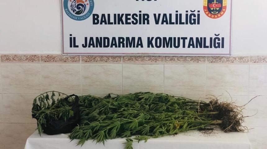 13 k&ouml;k kenevir ele ge&ccedil;irildi