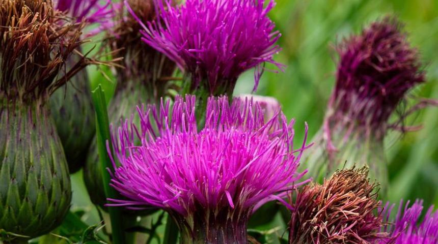 Meğer çok faydalıymış! Önceden kimsenin yüzüne bakmadığı eşek dikeni sayesinde...