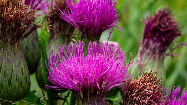 Meğer çok faydalıymış! Önceden kimsenin yüzüne bakmadığı eşek dikeni sayesinde...