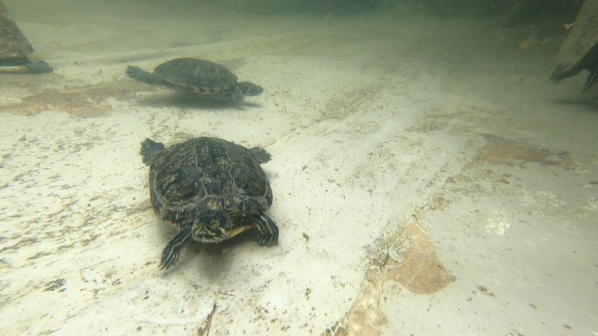 Kaplumbağalar Bağcılar Belediyesi&rsquo;nin maskotu oldu