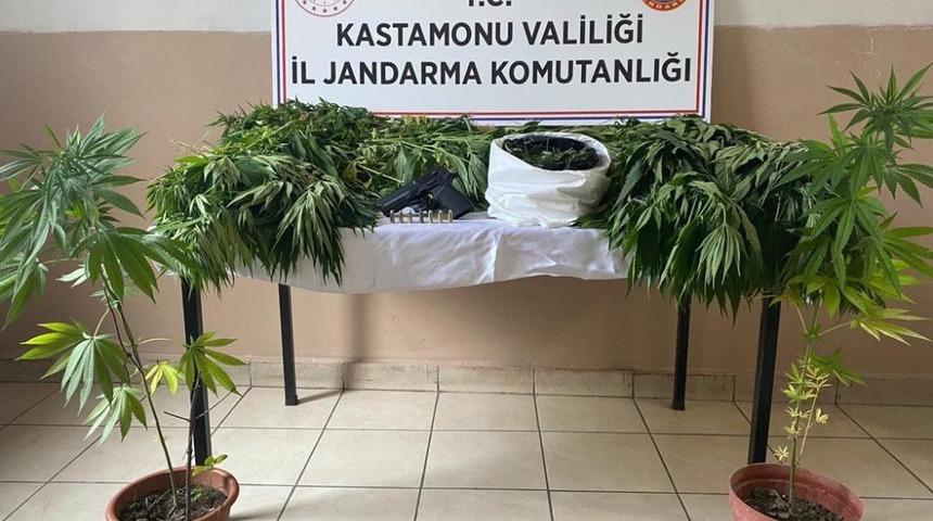 Tosya&rsquo;da 105 k&ouml;k kenevir ele ge&ccedil;irildi