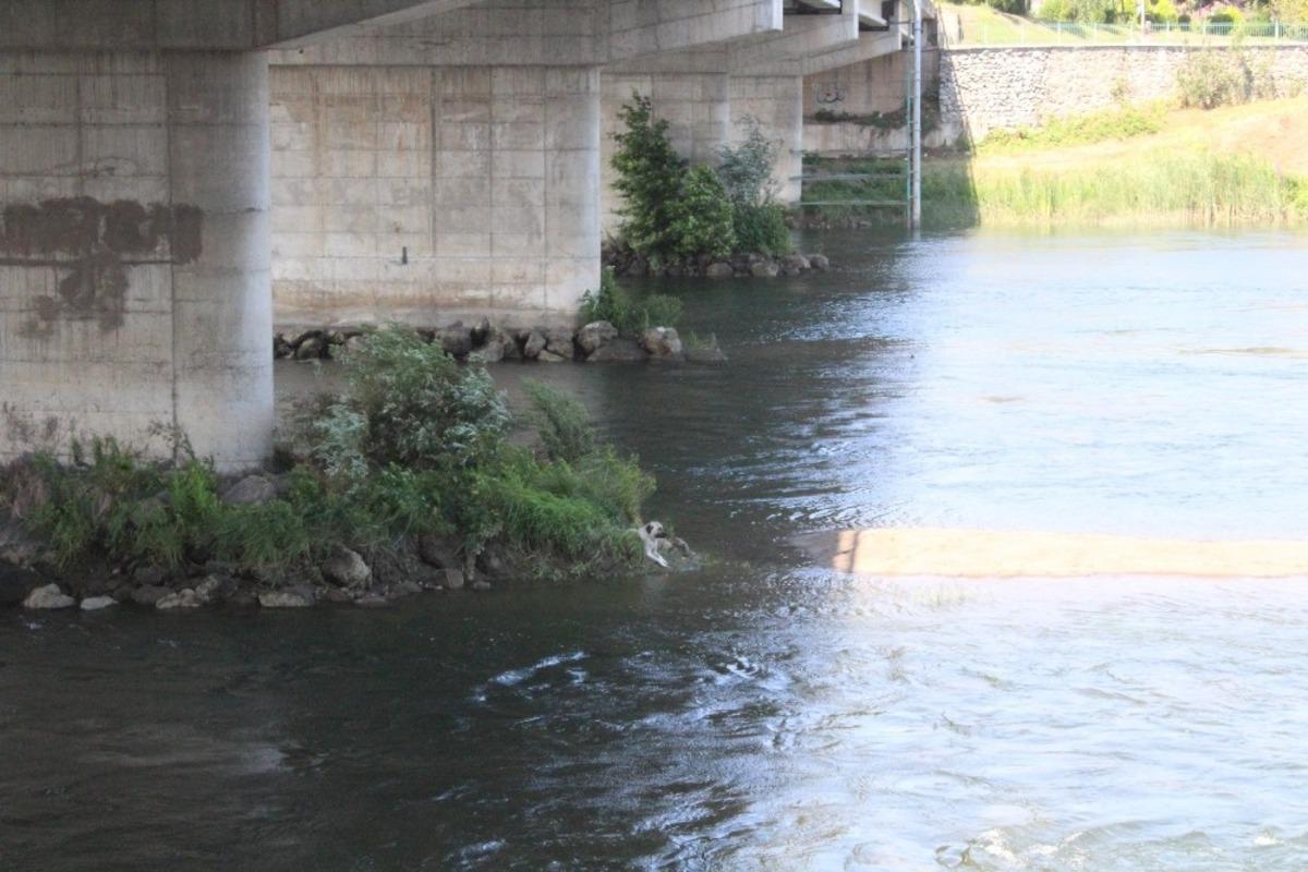 K&ouml;pek kurtarma operasyonu