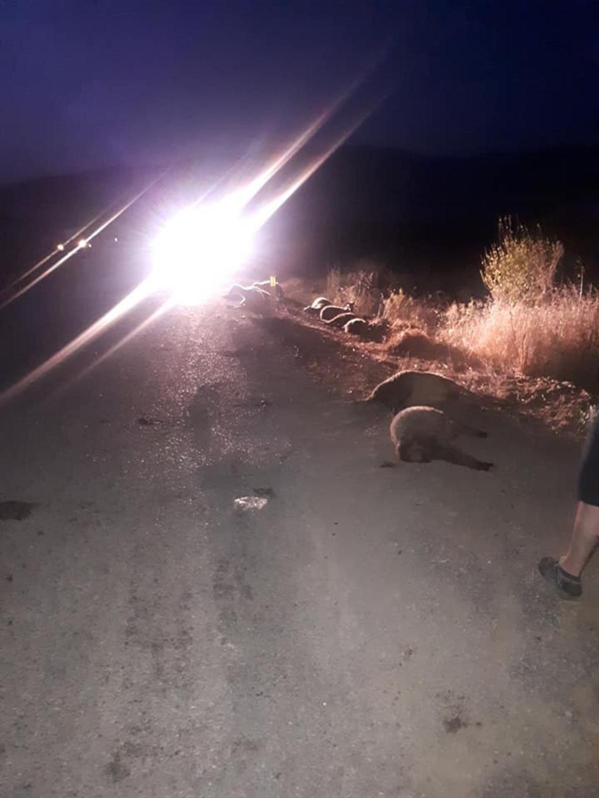 S&uuml;r&uuml;ye &ccedil;arpan otomobil 11 koyunu telef etti