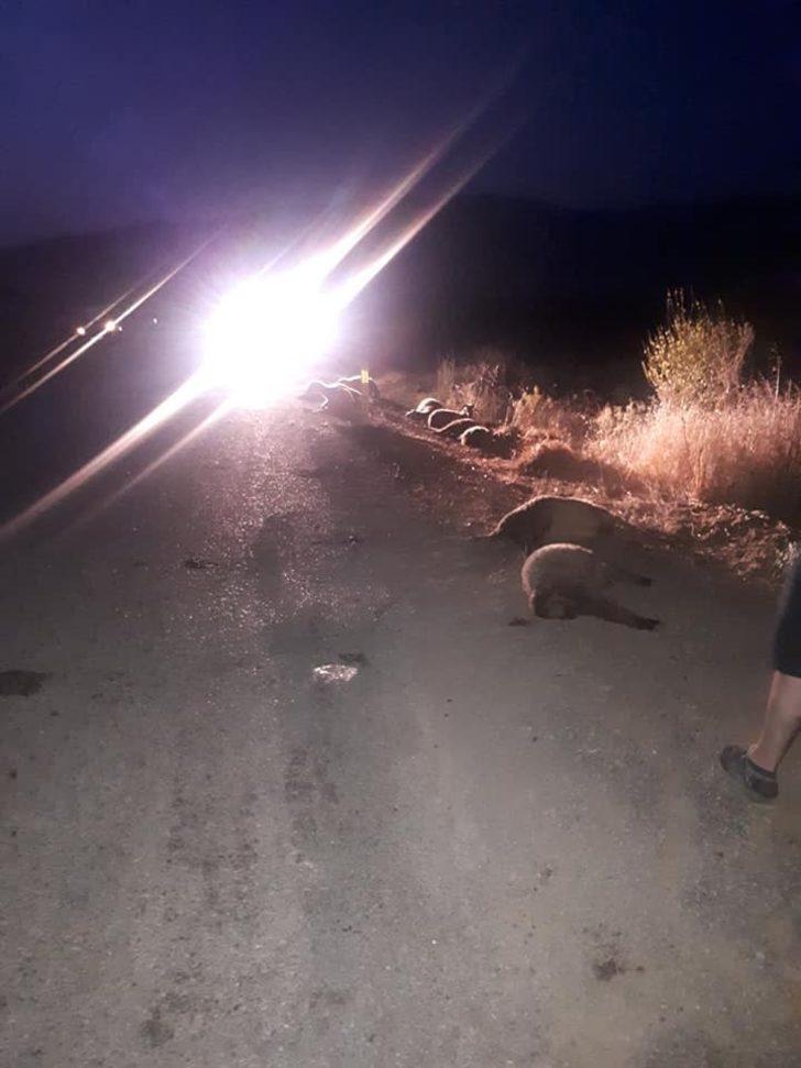 Sürüye çarpan otomobil 11 koyunu telef etti G1