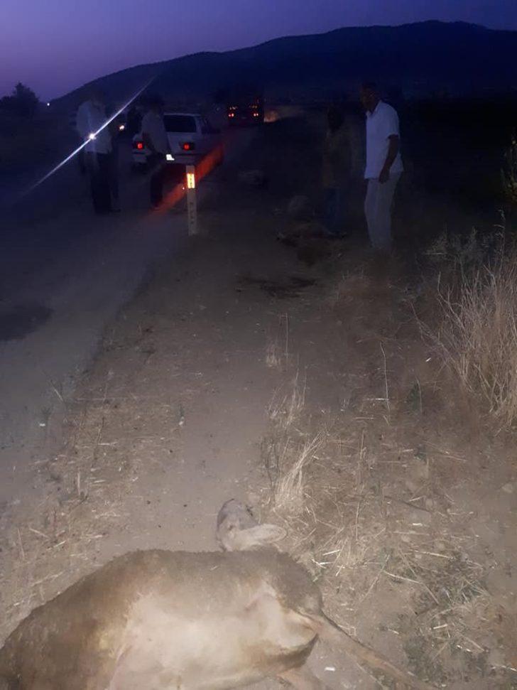 Sürüye çarpan otomobil 11 koyunu telef etti G2