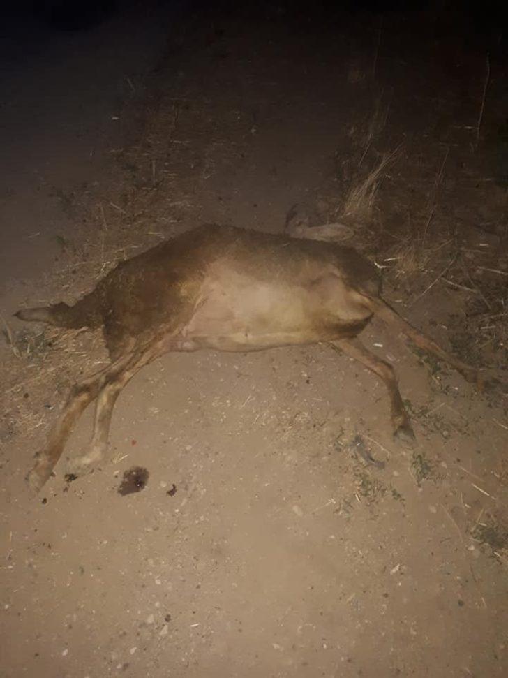 Sürüye çarpan otomobil 11 koyunu telef etti G3