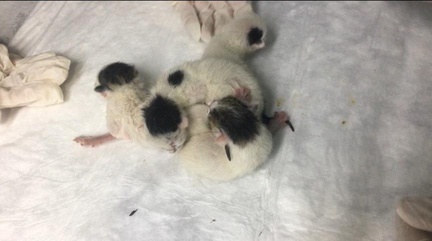 Yapışık doğan d&ouml;rd&uuml;z kediler, ameliyatla birbirinden ayrıldı