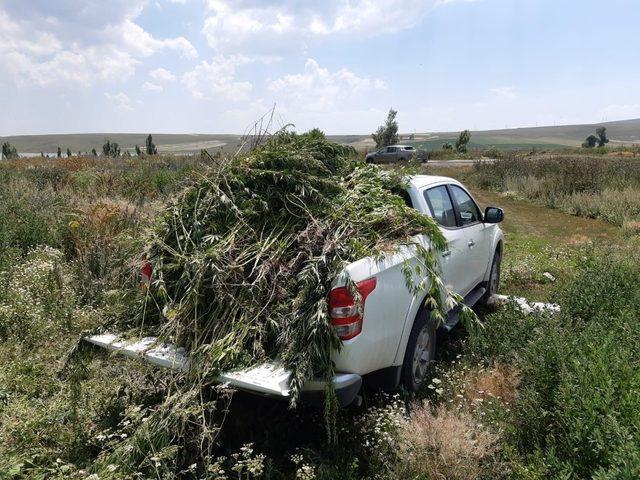 Kars’ta  Jandarma 102 bin 98 adet kök kenevir ele geçirdi