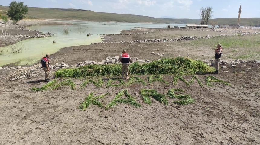 Kars&rsquo;ta  Jandarma 102 bin 98 adet k&ouml;k kenevir ele ge&ccedil;irdi