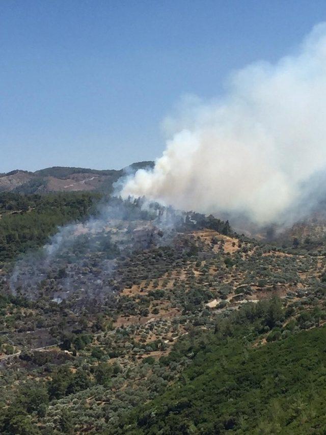 Milas’ta zirai alandaki yangını söndürme çalışmaları devam ediyor