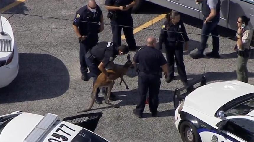 Kaçak kanguru Florida'da gözaltına alındı