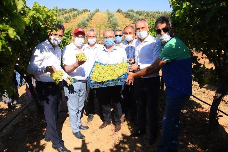 Salihli Ovası’nda ihracatlık üzümde hasat başladı G1