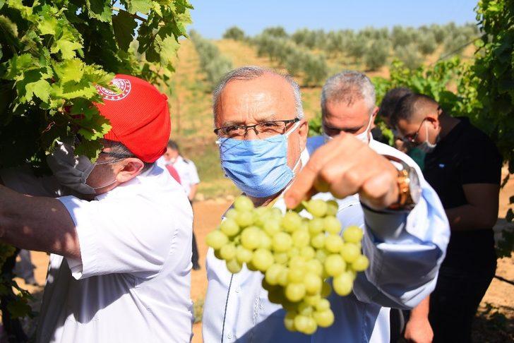 Salihli Ovası’nda ihracatlık üzümde hasat başladı G4