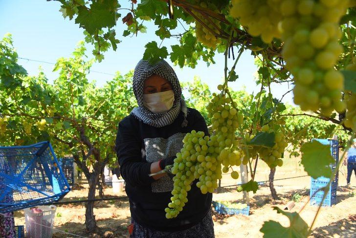 Salihli Ovası’nda ihracatlık üzümde hasat başladı G5