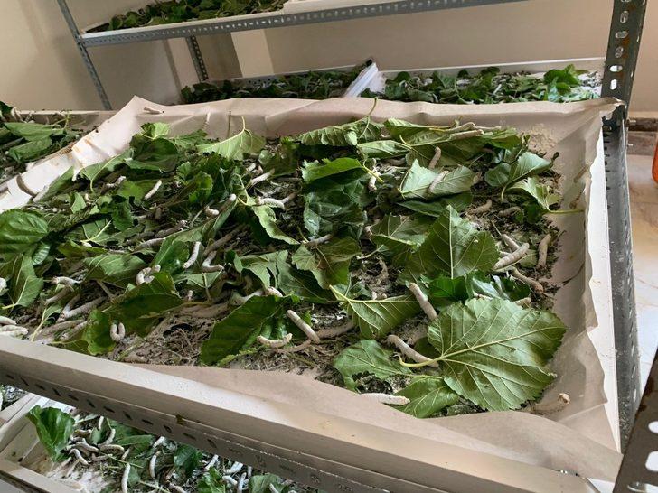 Eryılmaz: "İpek böcekçiliği yapmak isteyenlere kapımızı açacağız" G3