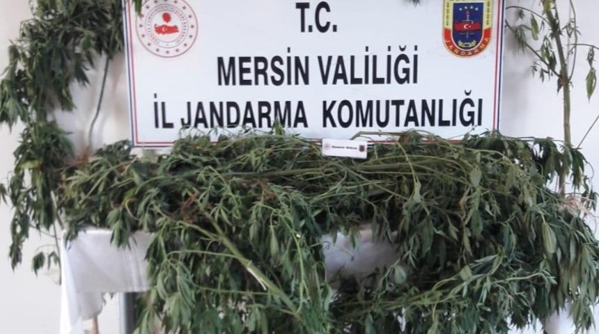 Mersin’de 52 kök kenevir ele geçirildi